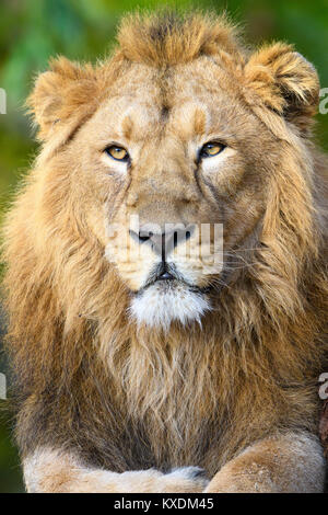 Asiatischer Löwe (Panthera leo persica), schlafend, Porträt, Captive Stockfoto