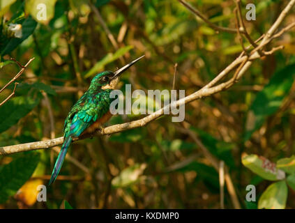 Rufous-tailed jacamar (Galbula ruficauda) sitzt auf Zweig, Pantanal, Brasilien, Südamerika Stockfoto