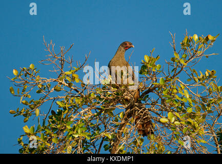 Chaco chachalaca (Ortalis Canicollis), Pantanal, Mato Grosso, Brasilien, Südamerika Stockfoto