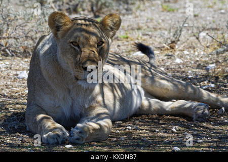 Afrikanischer Löwe (Panthera leo), Löwin liegend im Schatten eines Baumes, Kopf oben, Alert, Etosha National Park, Namibia Stockfoto