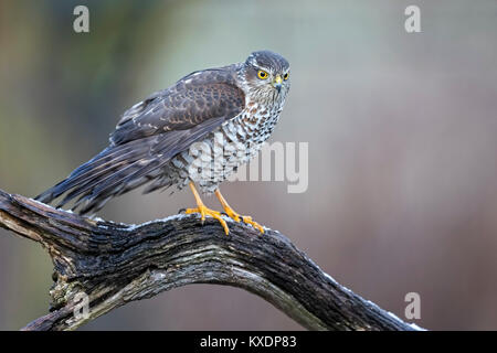 Eurasischen Sperber (Accipiter nisus) Weiblich, Mittlere Elbe Biosphärenreservat, Sachsen-Anhalt, Deutschland Stockfoto