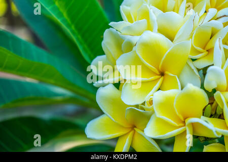 Blühende weiß Plumeria mit grünen Blättern umgeben. Stockfoto