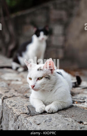 Street cat, Split, Dalmatien, Kroatien Stockfoto