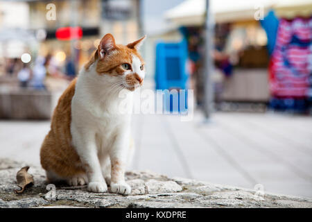 Street cat, Split, Dalmatien, Kroatien Stockfoto