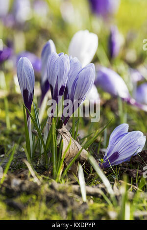 Nahaufnahme von Viele violette Krokusse wachsen in die Wiese im sonnigen Tag Stockfoto