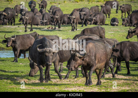 Herde Cof affe Büffel (Syncerus Caffer), Kazan, Chobe River Front, Chobe Nationalpark, Botswana Stockfoto