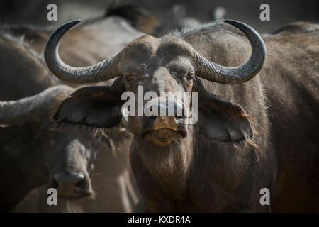 Kaffernbüffel (Syncerus Caffer), Kazan, Chobe River Front, Chobe Nationalpark, Botswana Stockfoto
