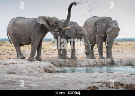 Afrikanische Elefanten (Loxodonta africana), Trinken an einem Wasserloch, Nxai Pan National Park, Ngamiland District, Botswana Stockfoto