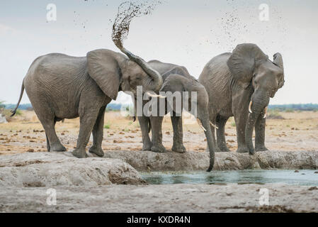 Afrikanische Elefanten (Loxodonta africana), Trinken an einem Wasserloch, Nxai Pan National Park, Ngamiland District, Botswana Stockfoto