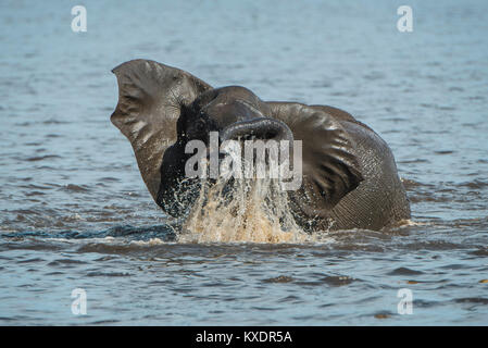 Afrikanischen Busch Elefant (Loxodonta africana) Baden im Fluss, Chobe River Front, Chobe Nationalpark, Botswana Stockfoto