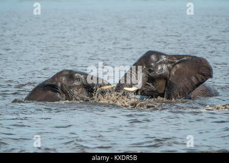 Afrikanischen Busch Elefanten (Loxodonta africana) Baden im Fluss, Chobe River Front, Chobe Nationalpark, Botswana Stockfoto