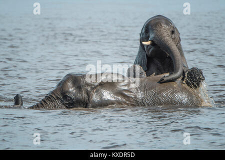 Afrikanischen Busch Elefanten (Loxodonta africana) Baden im Fluss, Chobe River Front, Chobe Nationalpark, Botswana Stockfoto