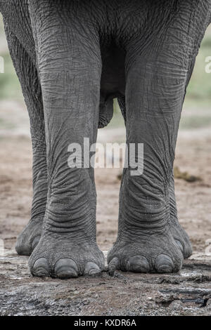 Afrikanischer Elefant (Loxodonta africana), Beine und Füße von vorne, Nahaufnahme, Marabou Pan, Chobe Nationalpark, Botswana Stockfoto