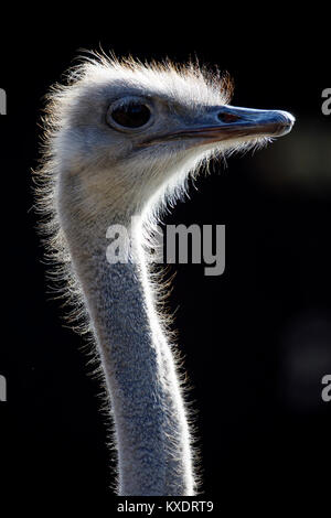 Strauß (Struthio camelus), Porträt, Captive, Deutschland Stockfoto