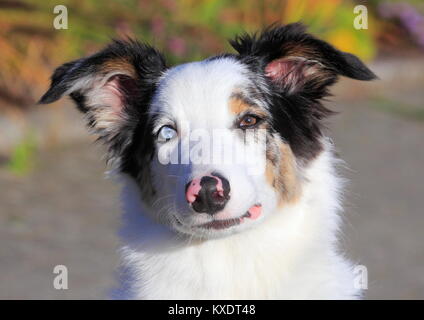 Australian Shepherd Rüde, blue merle 5 Monate, Porträt, Deutschland Stockfoto