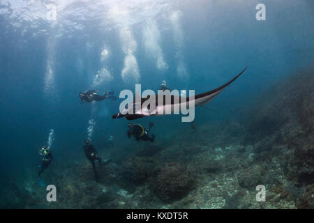 Reef Manta Ray (Mobula alfredi) von Tauchern beobachtet, Manta Point, Nusa Penida, Nusa Lembongan, Bali, Indonesien Stockfoto