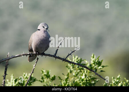 Ring-necked Dove (Streptopelia capicola) Stockfoto