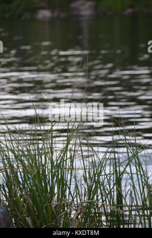 Wasser Gras auf Winni Stockfoto