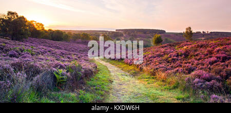 Sonnenaufgang über eine Heidelandschaft Fußweg am frühen Morgen Licht fangen die Heide auf der rechten im Spätsommer auf Cannock Chase Gebiet von außergewöhnlicher natürlicher Stockfoto