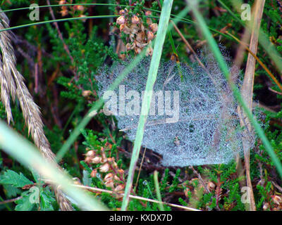 Spinnennetz oder Spinnennetz mit Tautropfen in Altes Gras Nahaufnahme Stockfoto