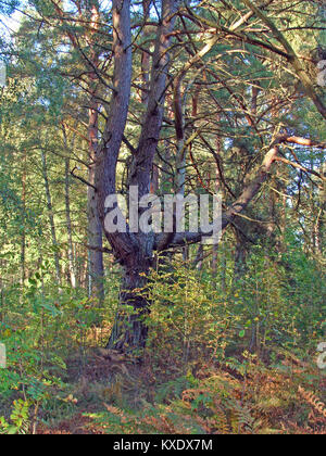 Alte Big Pine Baum mit vielen Ästen im Wald Stockfoto