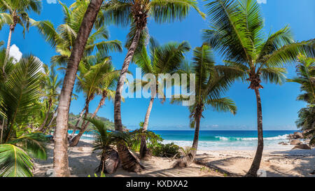 Schöne Palmen auf der tropischen Insel Jamaika. Stockfoto