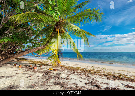 Unberührten tropischen Strand auf den Seychellen Stockfoto