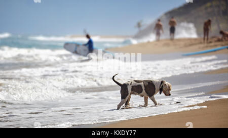 Hund am Strand. Sand, Surfer, Meer Stockfoto