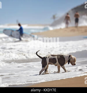 Hund am Strand. Sand, Surfer, Meer Stockfoto