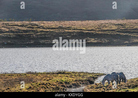 Pferde auf Oorid Lough, Co Galway, Irland Stockfoto