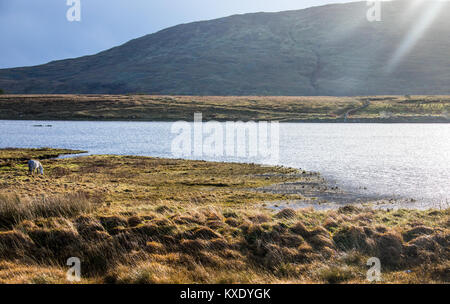 Pferde auf Oorid Lough, Co Galway, Irland Stockfoto