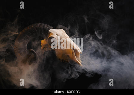 Ram-Schädel mit Hörner auf smoky Hintergrund, Halloween Theme Stockfoto