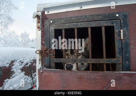 Siberian husky Schlittenhund in eine Kiste bereit, in Schweden zu arbeiten. Stockfoto