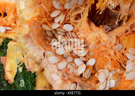 Zahlreiche ovale Kürbis Samen unter zähes Fleisch innerhalb eines großen orange Kürbis, auf Gras Stockfoto