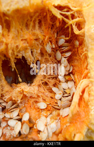 Innerhalb einer orange Kürbis mit zähes Fleisch und vielen großen ovalen Samen Stockfoto
