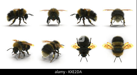 Die Hummel oder Hummel Bombus terrestris isoliert Macht aus verschiedenen Blickwinkeln auf einem weißen gesetzt. 3D-Darstellung Stockfoto