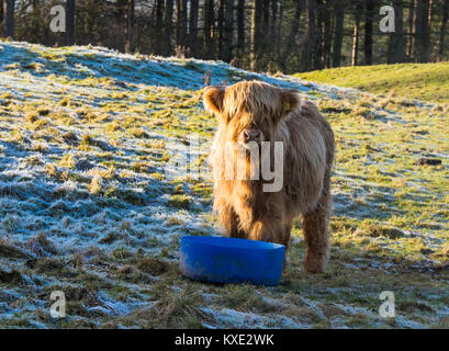 Angus Kalb im Winter Stockfoto