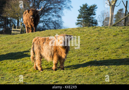 Angus Mutter & Kalb Stockfoto