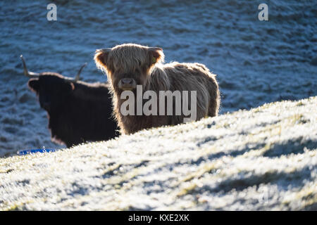 Angus Kalb im Winter Stockfoto