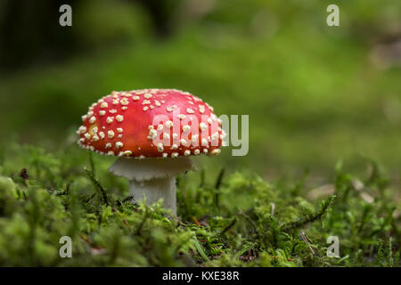 Fly Agaric Pilz (Amanita muscaria) wächst in den herbstlichen Wald. Galtee Woods, Limerick, Irland, eingesehen werden. Stockfoto