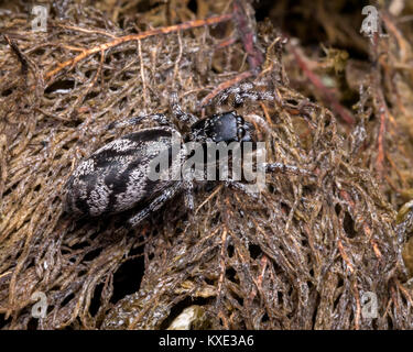 Zebra Jumping Spider (Salticus scenicus) an der Basis von einem Baumstumpf im Wald ausruhen. Cahir, Tipperary, Irland. Stockfoto