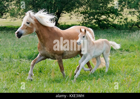 Haflinger Pferde, Stute mit einem Jungen niedliche Fohlen, Seite an Seite, die auf einer Wiese im Frühjahr, Deutschland Stockfoto