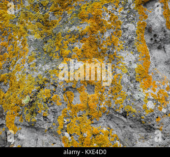 Gelbe Moos auf dem Stein Textur Stockfoto