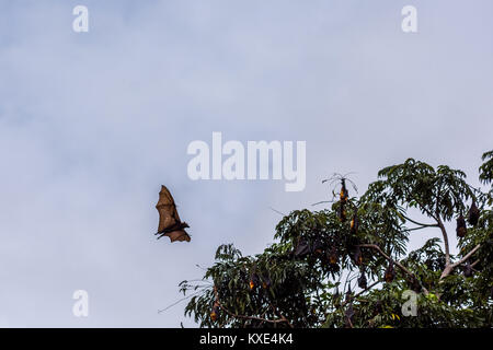 Ein Flying Fox aka Flughund im Flug während des Tages mit über Besetzung grauen Himmel wieder Boden und Baumkronen. Stockfoto