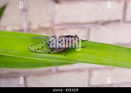 Australische zikade Henicopsaltria Eydouxii Stockfoto