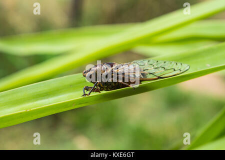 Australische zikade Henicopsaltria Eydouxii Stockfoto