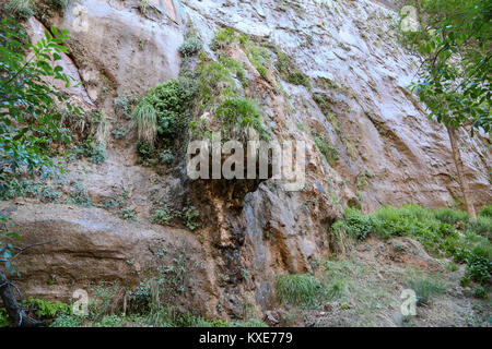 Eine Szene am Flußufer zu Fuß in Zion Canyon Stockfoto