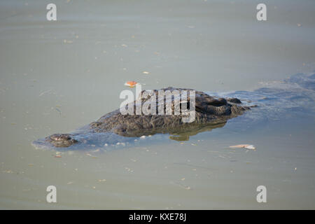 Spitzkrokodil (Crocodylus acutus) von Monroe County, Florida, USA. Stockfoto