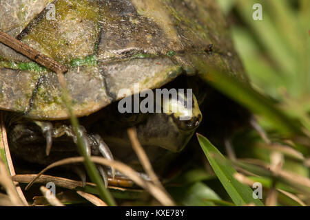 Gestreifte Schlamm Schildkröte (Kinosternon Baurii) von Miami-Dade County, Florida, USA. Stockfoto
