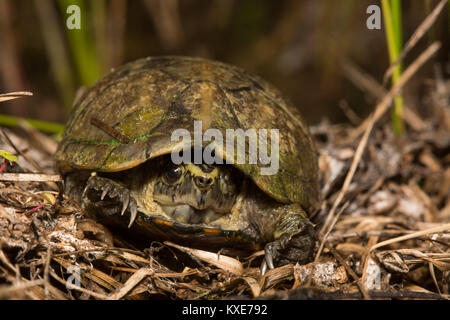 Gestreifte Schlamm Schildkröte (Kinosternon Baurii) von Miami-Dade County, Florida, USA. Stockfoto